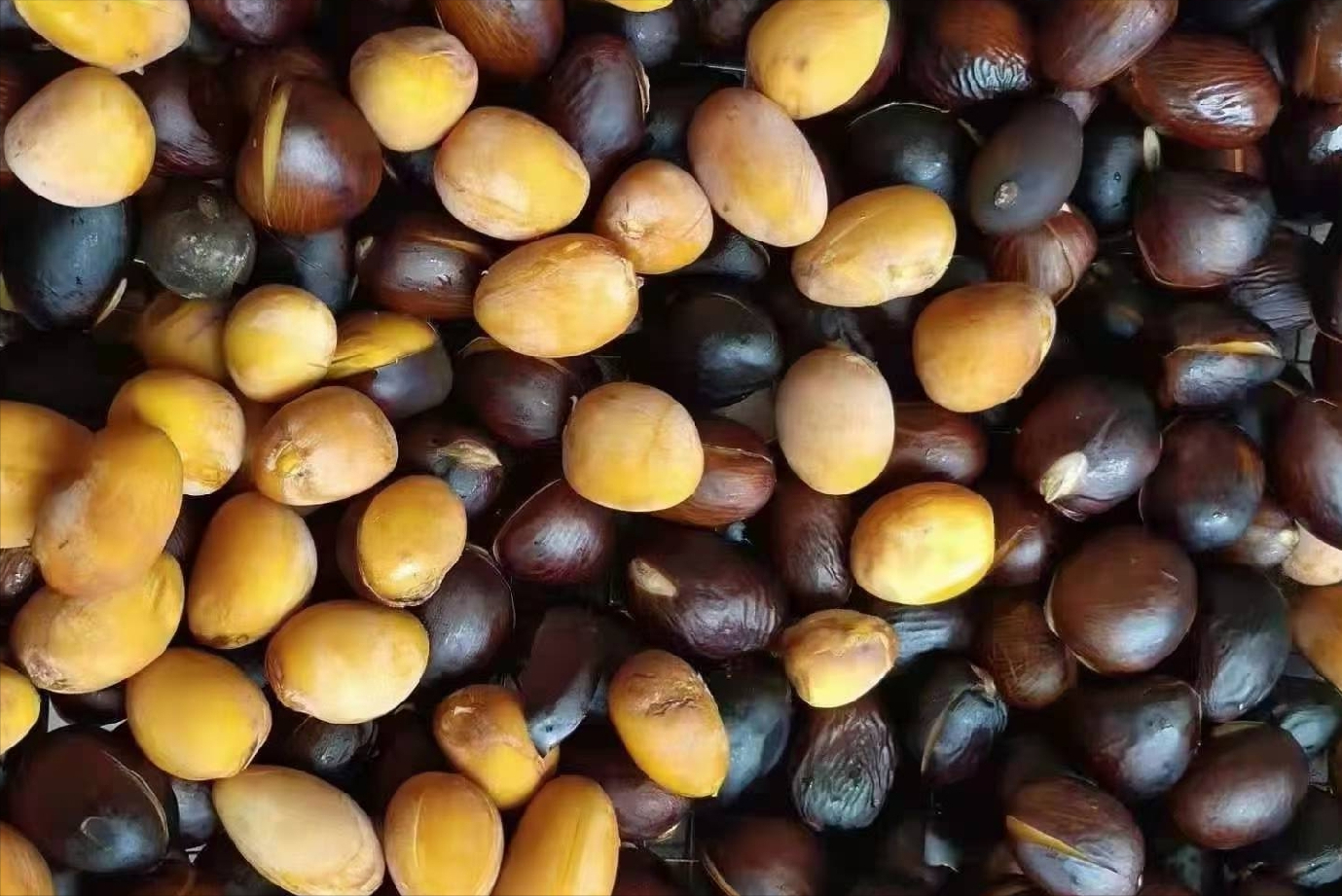 "脸皮厚到家"的野果,名叫凤眼果,长得像眼睛,成熟时鸡不开心