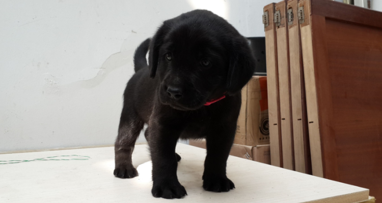 黑色拉布拉多幼犬怎么看纯不纯