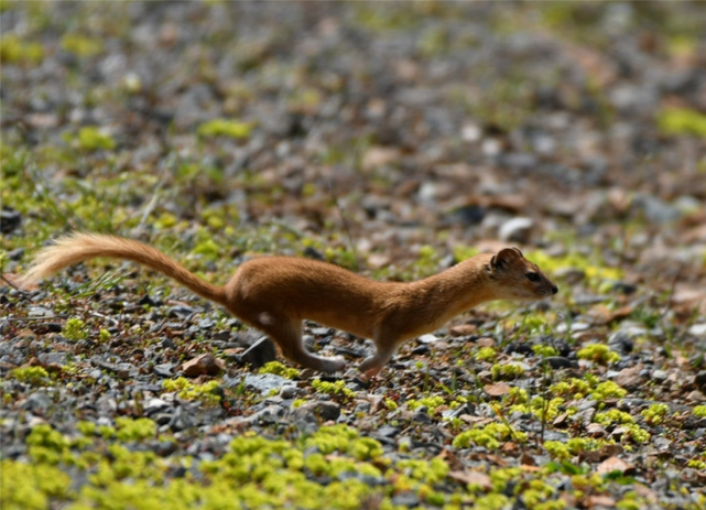 帕尔米高原上的香鼬上演"蛇吞象",敢吃超体重百倍的盘羊