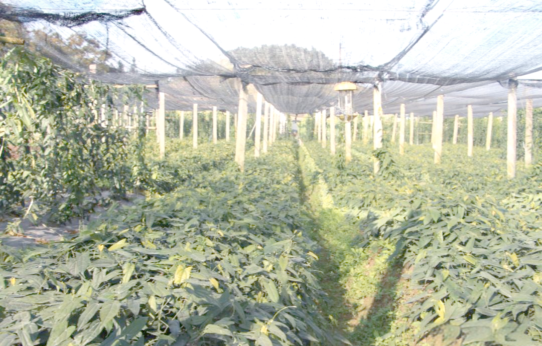 一年亩收入10万的药材(一年亩收入10万的药材是真的吗)