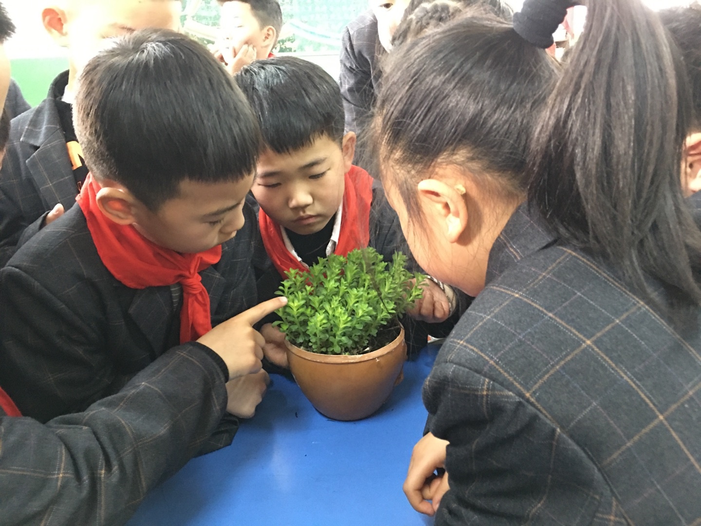 松鹤路小学:把绿植搬进课间把绿色种入心田