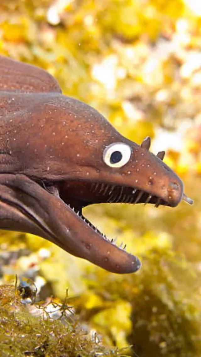 全球最危险的10种鱼!被咬一口可能致命,最后一种让人头皮发麻