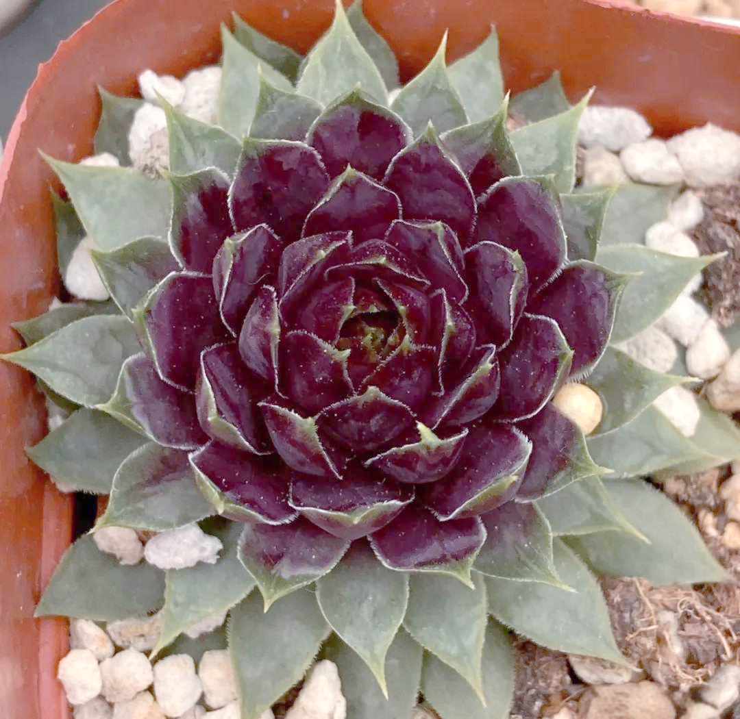 长生草:从冷落到流行的多肉植物故事