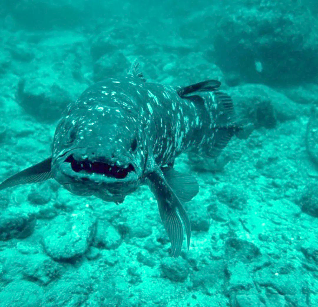 历经数次大灭绝,腔棘鱼顽强生存至今