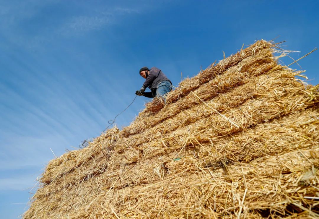 围农夜话|秸秆"变形记"