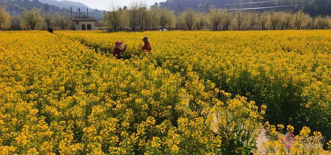 「視頻」安寧彩色油菜花成花界