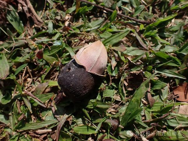 木棉花暖鹧鸪飞