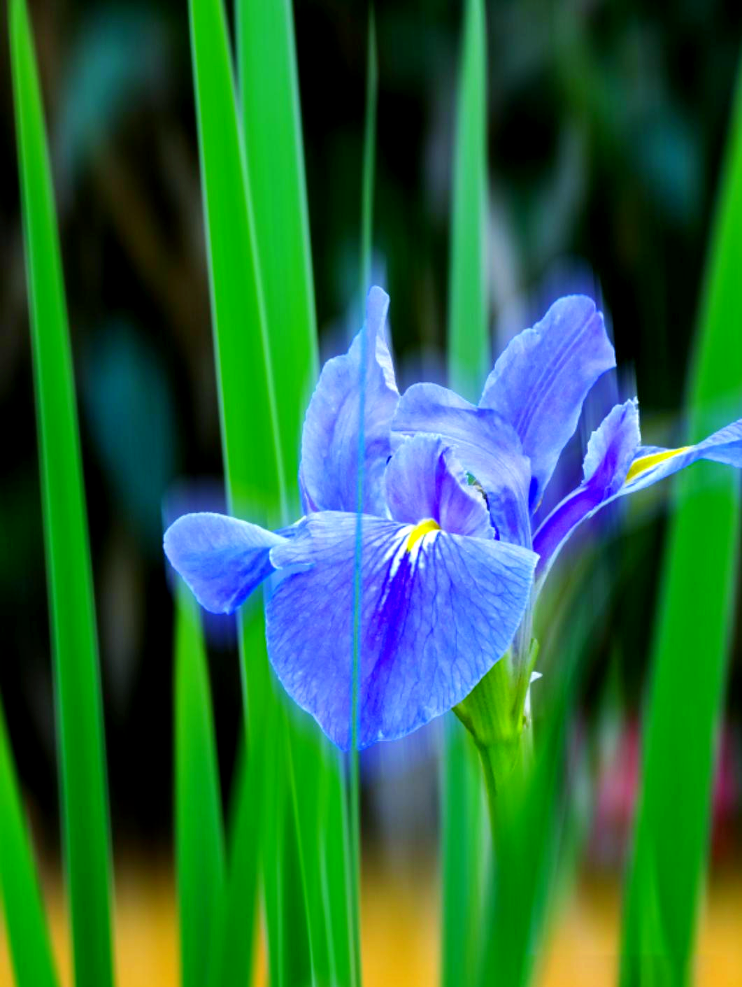 鸢尾花:多彩花型中的鸢尾之美