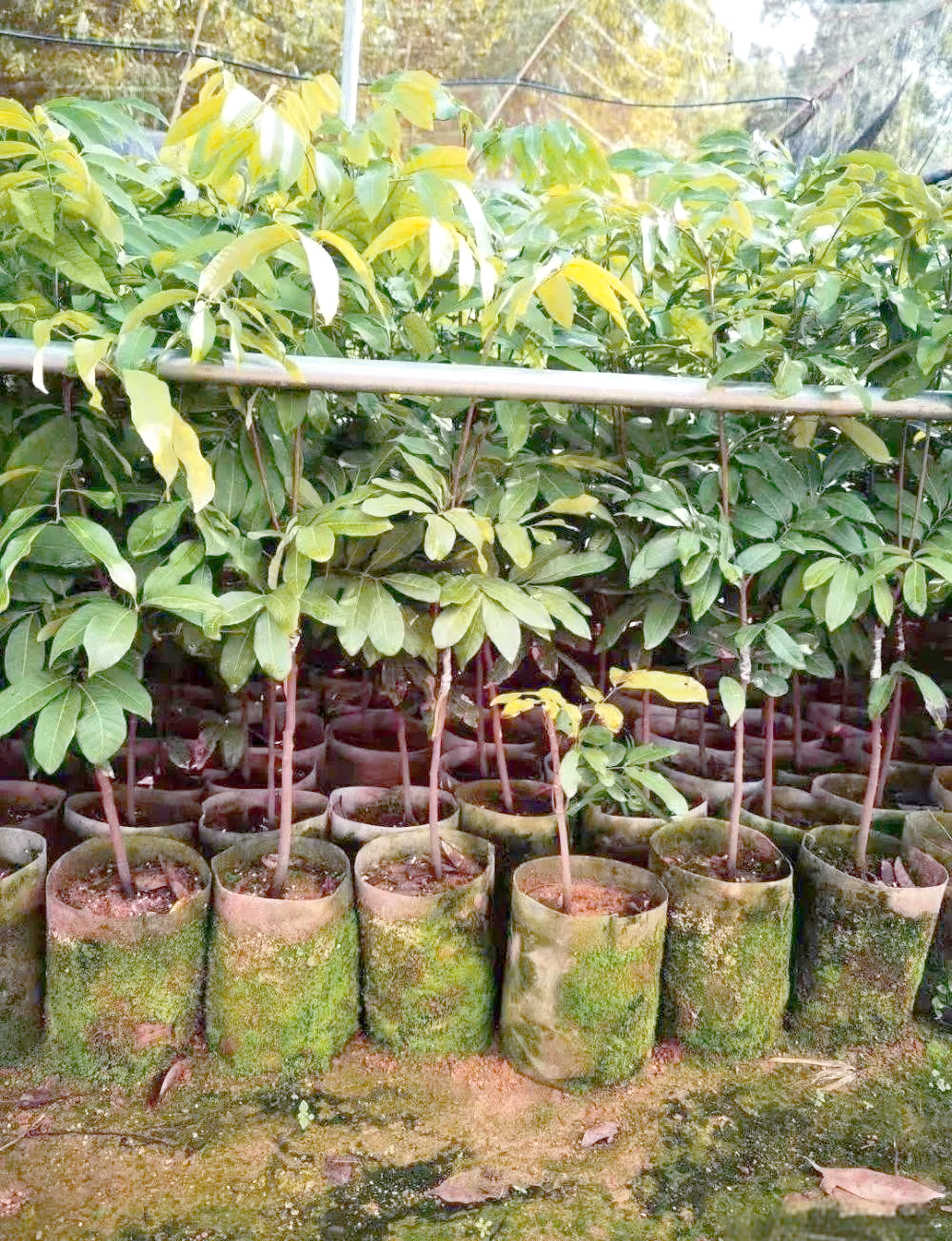 龙眼树苗种植全攻略:从选地到防虫,助你成功培育健康树苗