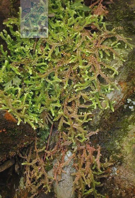 探秘铺地蜈蚣:清热润肺的草药良方