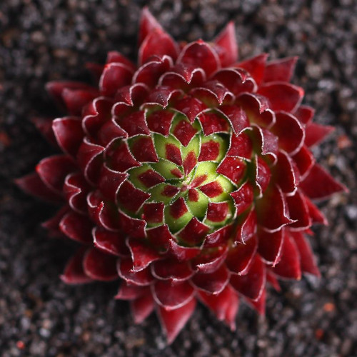 多肉品种:观音莲,红勋花,橘子球,黑暗女神,炼金术士