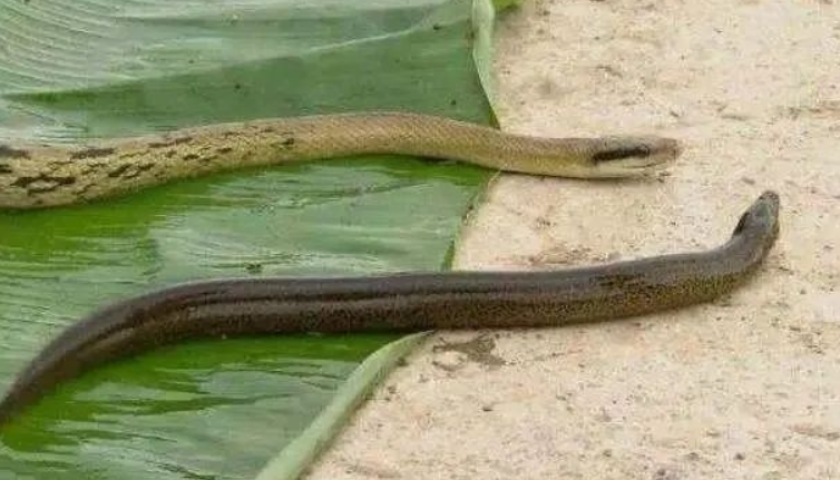 黄鳝和蛇的区别水蛇图片