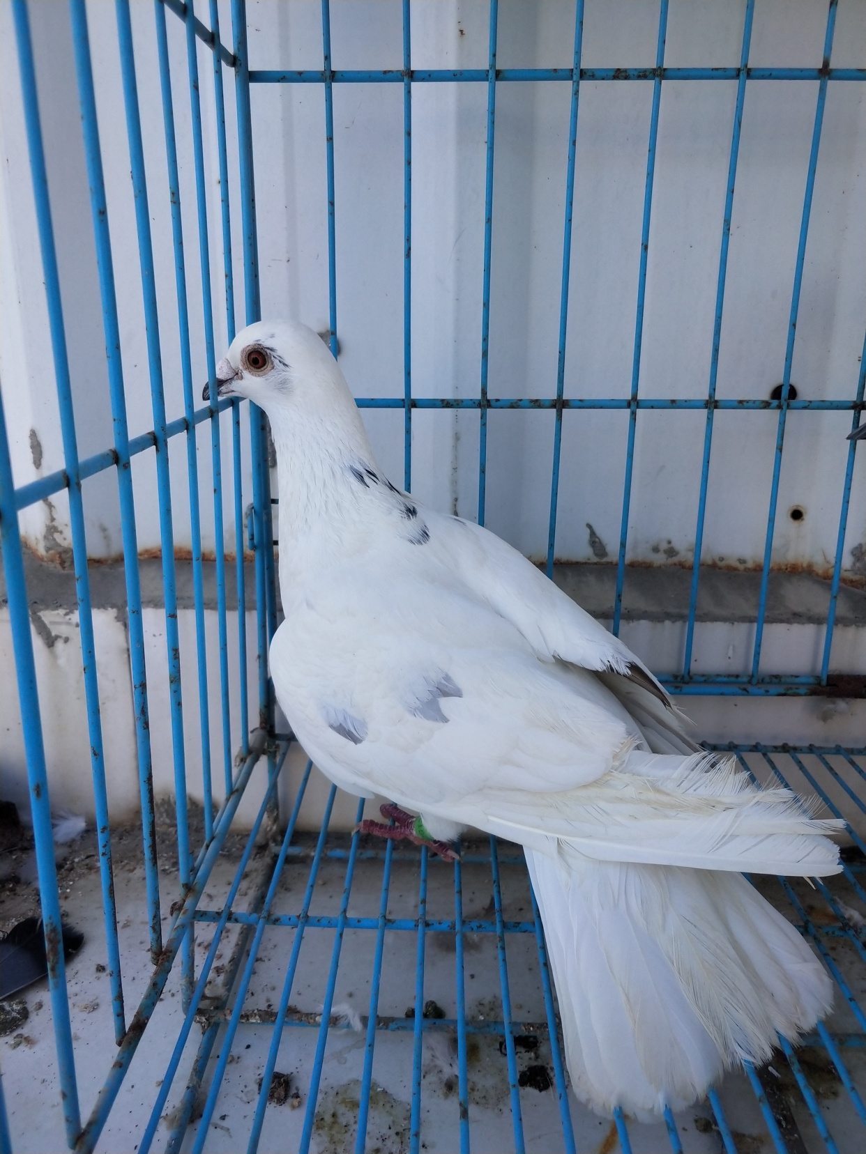 为什么养白色鸽子的人比较少?