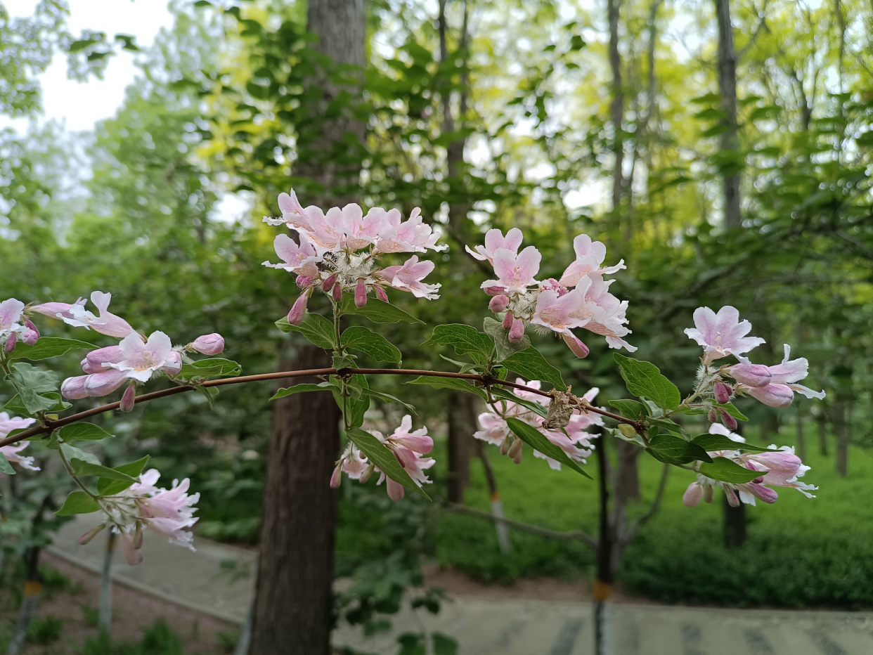 猬实花,植物界的独生子女,孤独的背后隐藏着怎样的秘密?