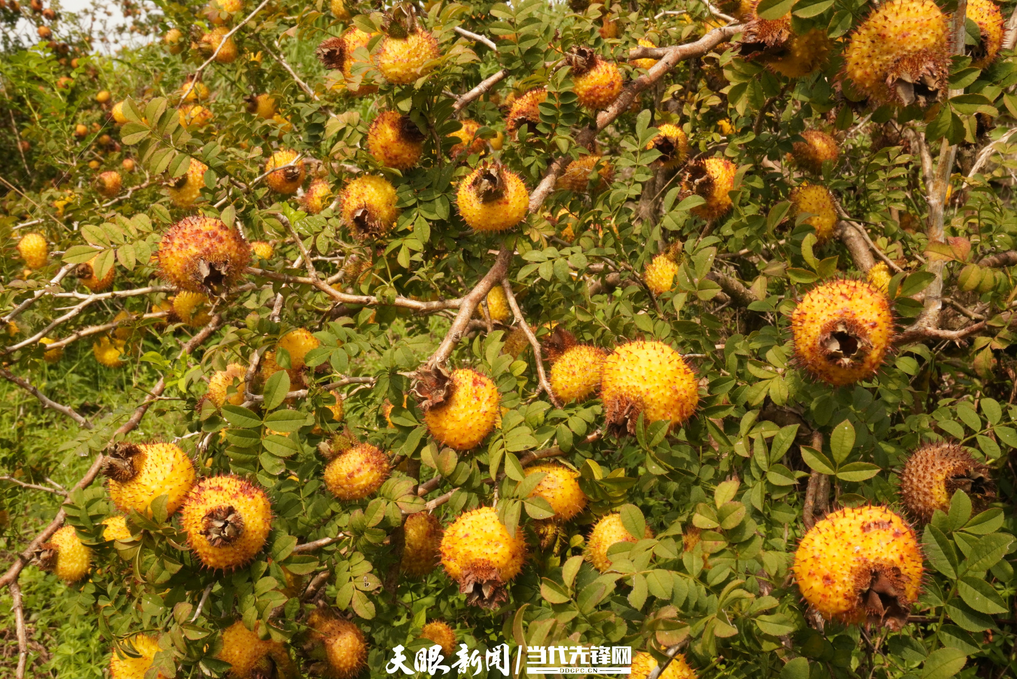 盘州刺梨中国特色农产品优势区 引领产业全方位发展