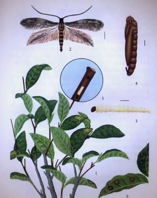 茶花常见病虫害及防治方法，保障茶花健康生长
