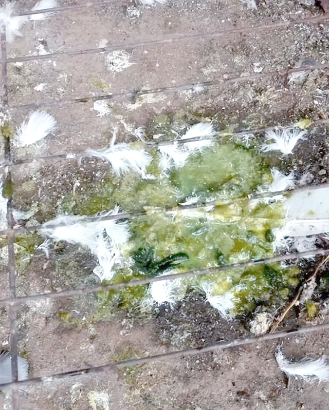 鸽子拉绿色粪便的原因及应对方法