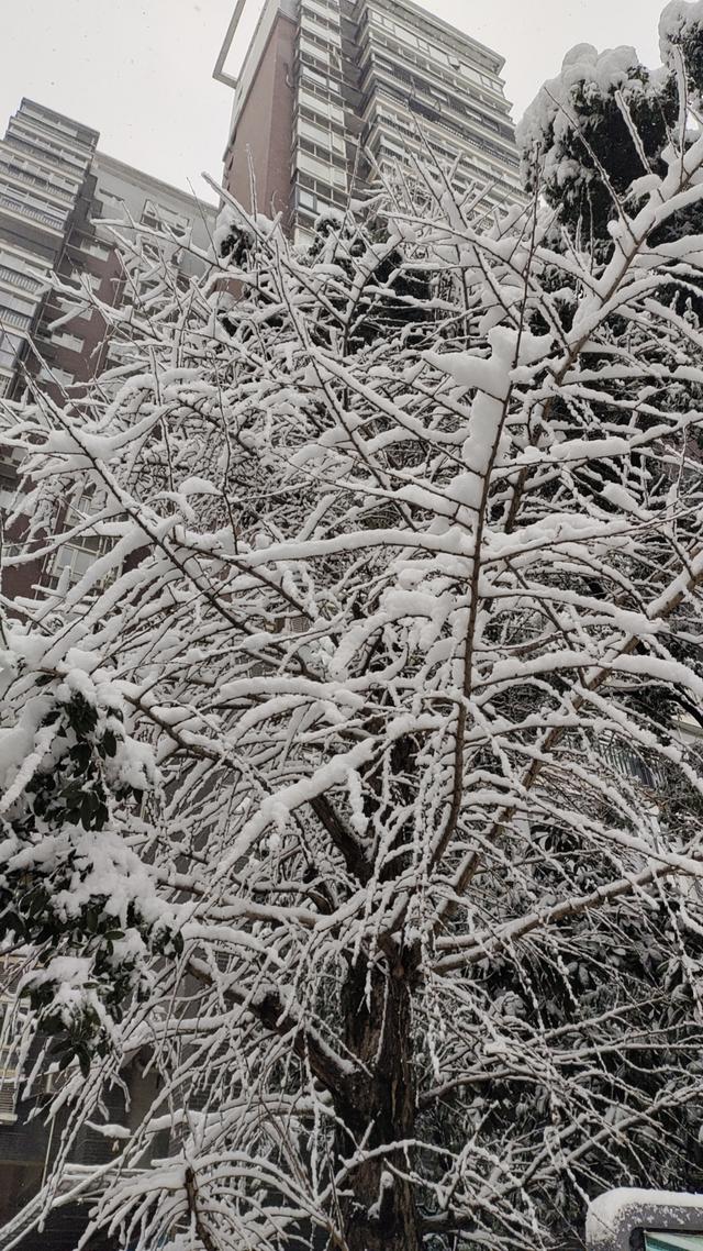 南国有嘉雪,春来压几枝