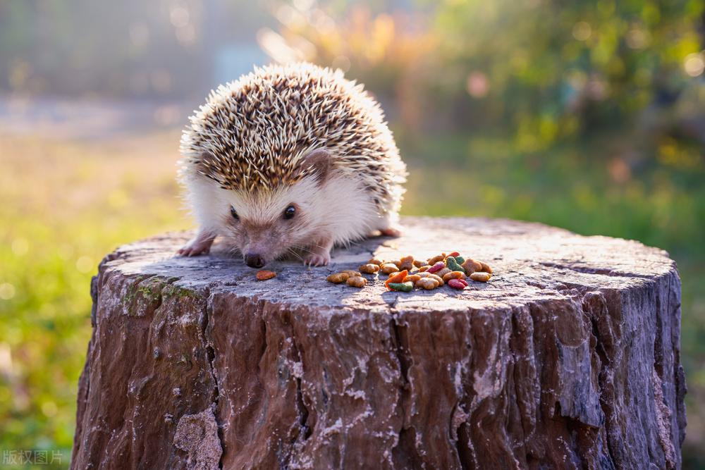 刺猬被尊称为"白仙",浑身是刺而少有天敌,为什么数量也少了?