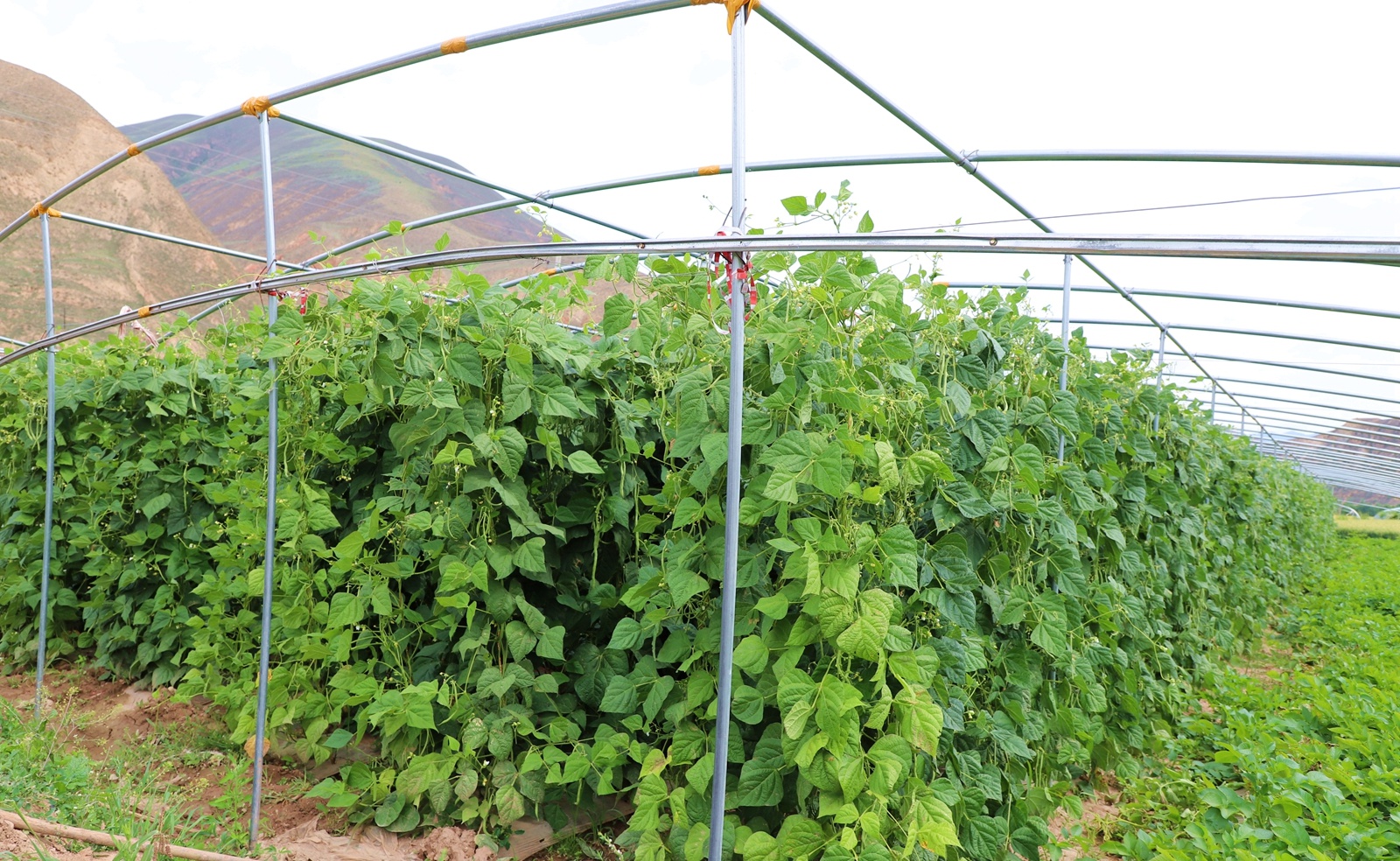 武山"金豆角"喜丰收