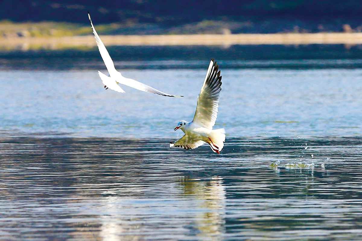 渚清沙白鸟飞回|生态泸州,鸟作证
