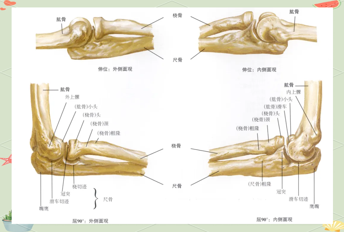 这些结构与尺骨和肱骨紧密相连,共同构成了肘关节的复杂解剖体系