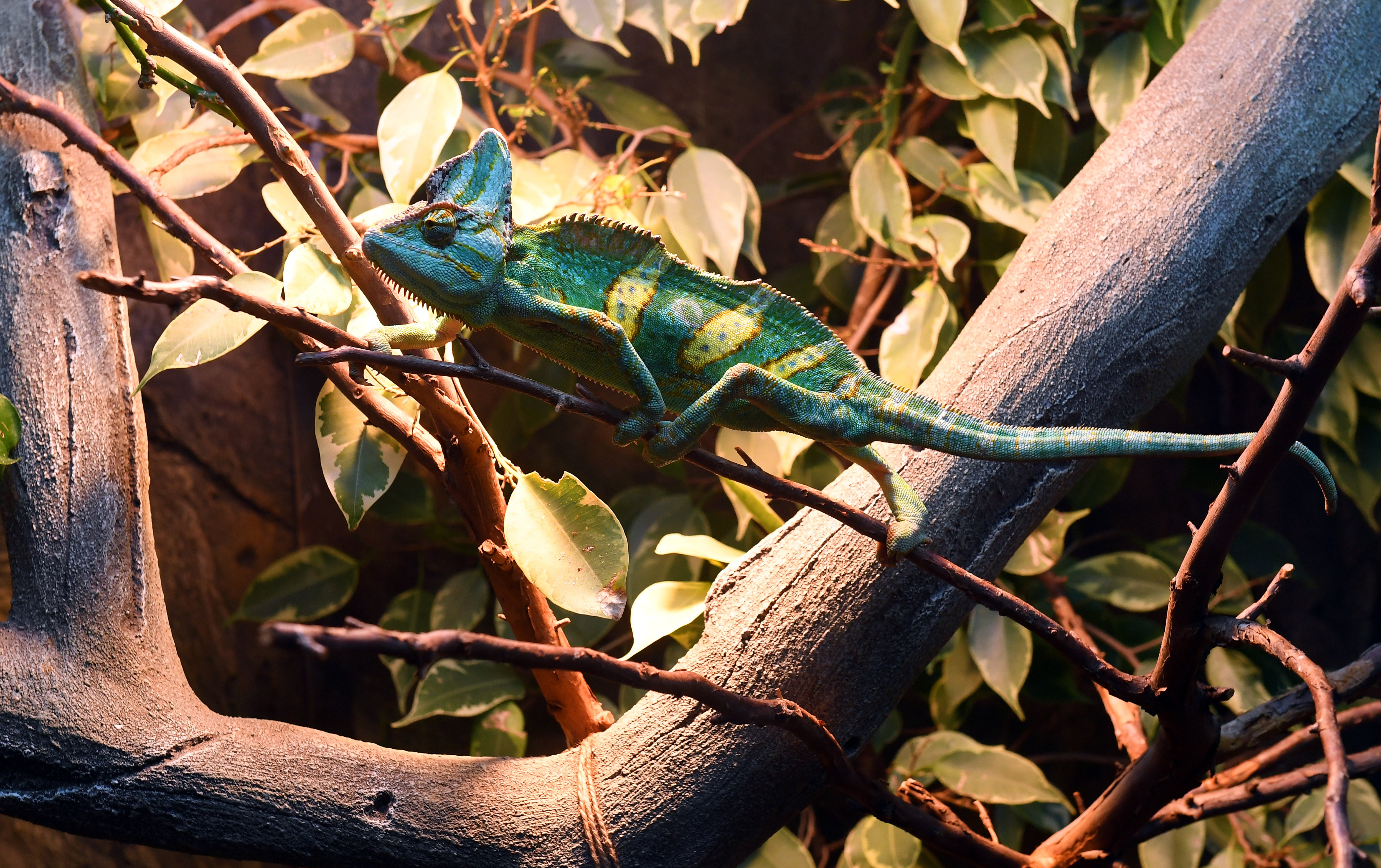 俄罗斯动物园里的爬行动物