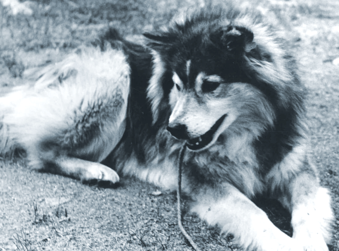 芬兰拉普猎犬:极地环境下的全能狗狗,介绍给圣诞老人吧!