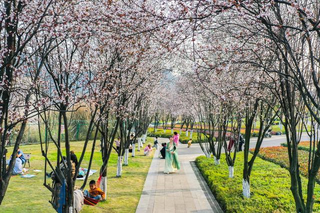 七一视角·杨毅专栏|红李花香迎宾客