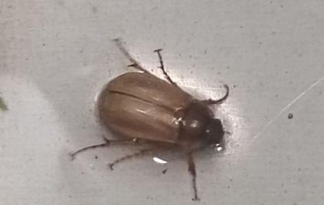 有人知道这是什么虫子吗?南方黄色会飞?