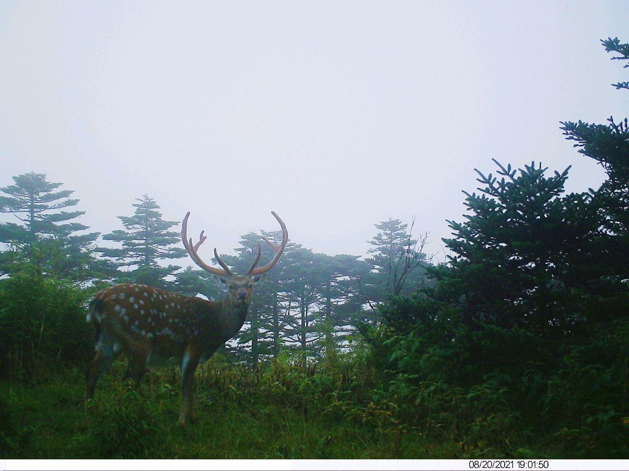 重慶陰條嶺保護區2021年野生動物紅外監測成果豐富