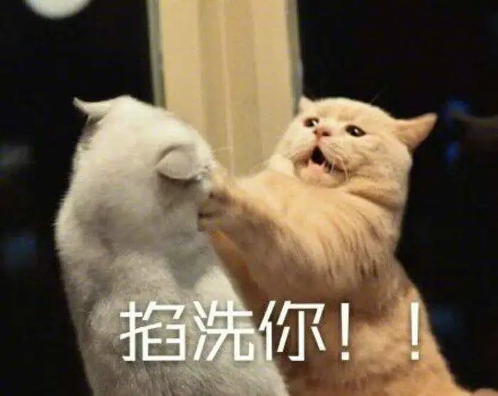 猫对你骂骂咧咧?它就是在骂你