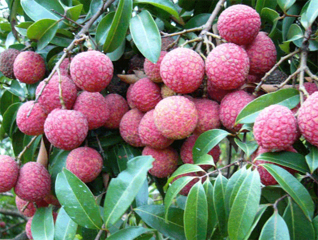 美"荔"从这里出发|漳州高新区荔枝文化节即将来袭