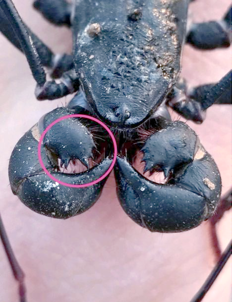 探索中国鞭蝎:从形态到生态角色全解析