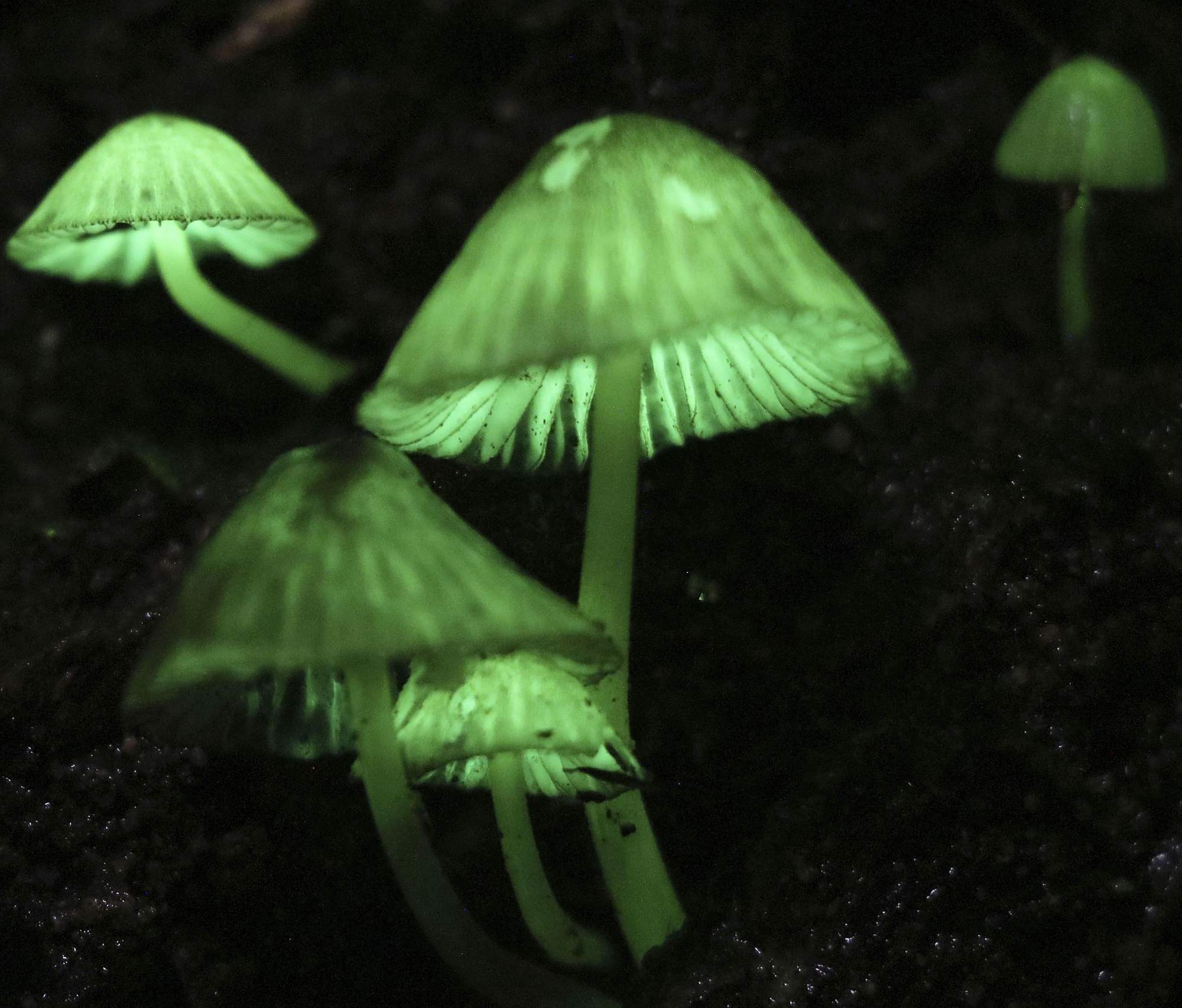 日本鹿儿岛县森林现"绿光蘑菇"