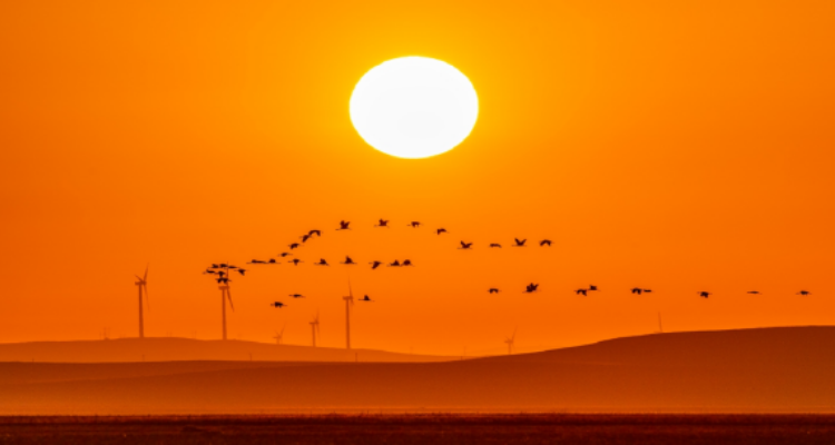 《向太阳》艾青诗选赏析