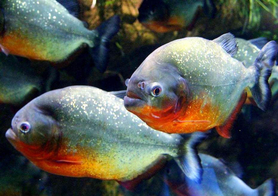 其实,食人鱼通常只在某些特定情境下才会主动攻击大型猎物