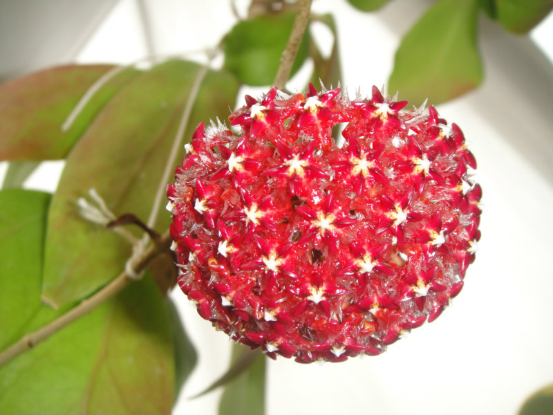 球兰名品—棉德岛,花叶共赏,香气馥郁,丰花勤花,室内也能养好