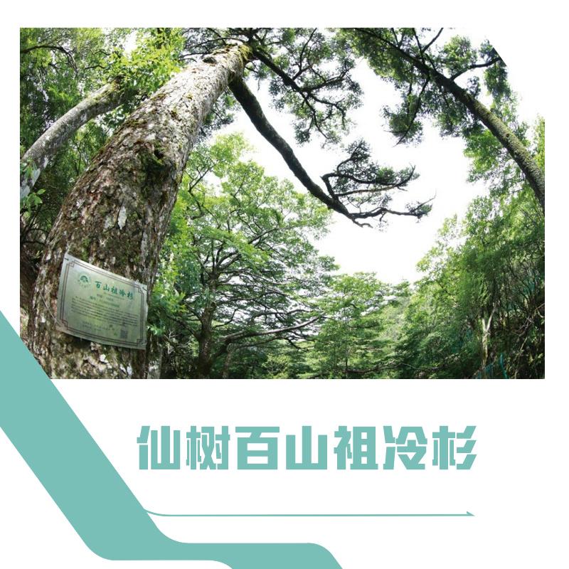 仙树百山祖冷杉