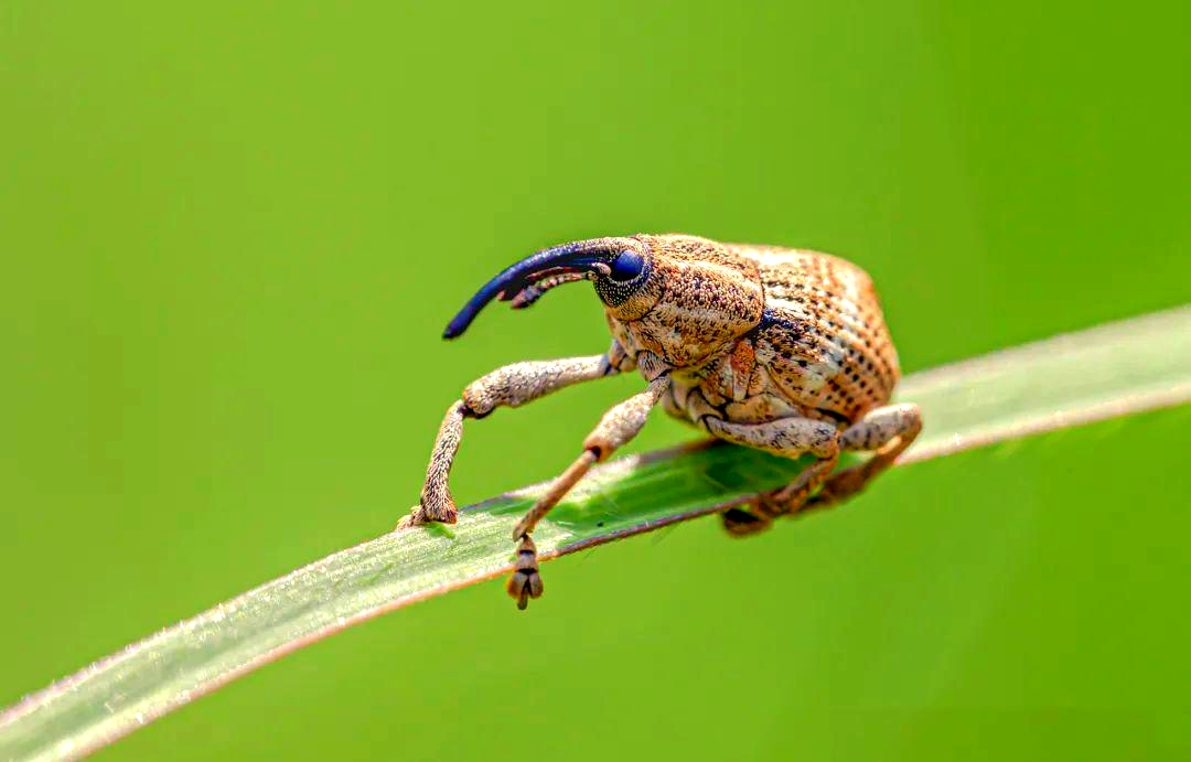 象鼻虫:种类繁多,特征鲜明的甲虫