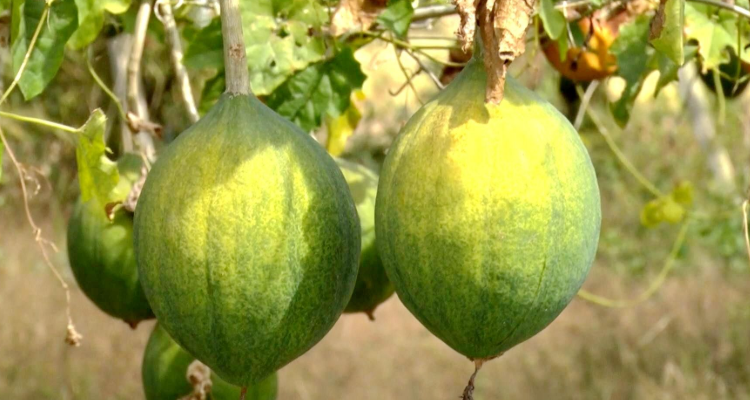 瓜蒌子是什么瓜的子