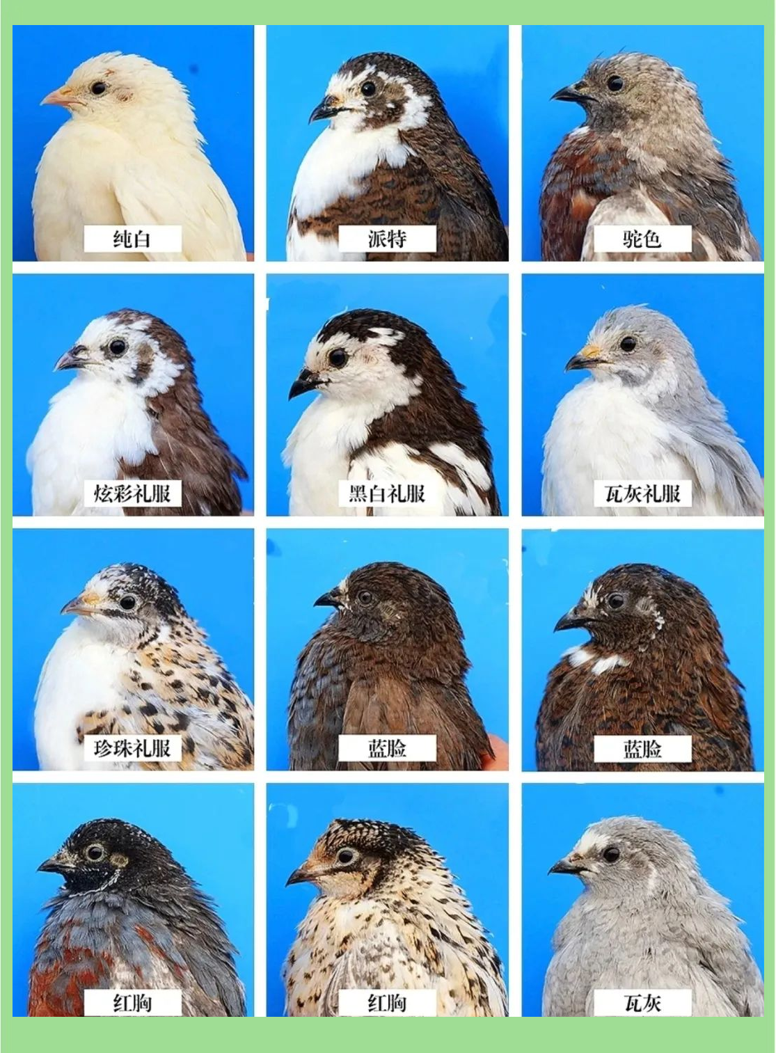 饲养迷你网红小鸡,让你体验又爱又恨的养鸡生活