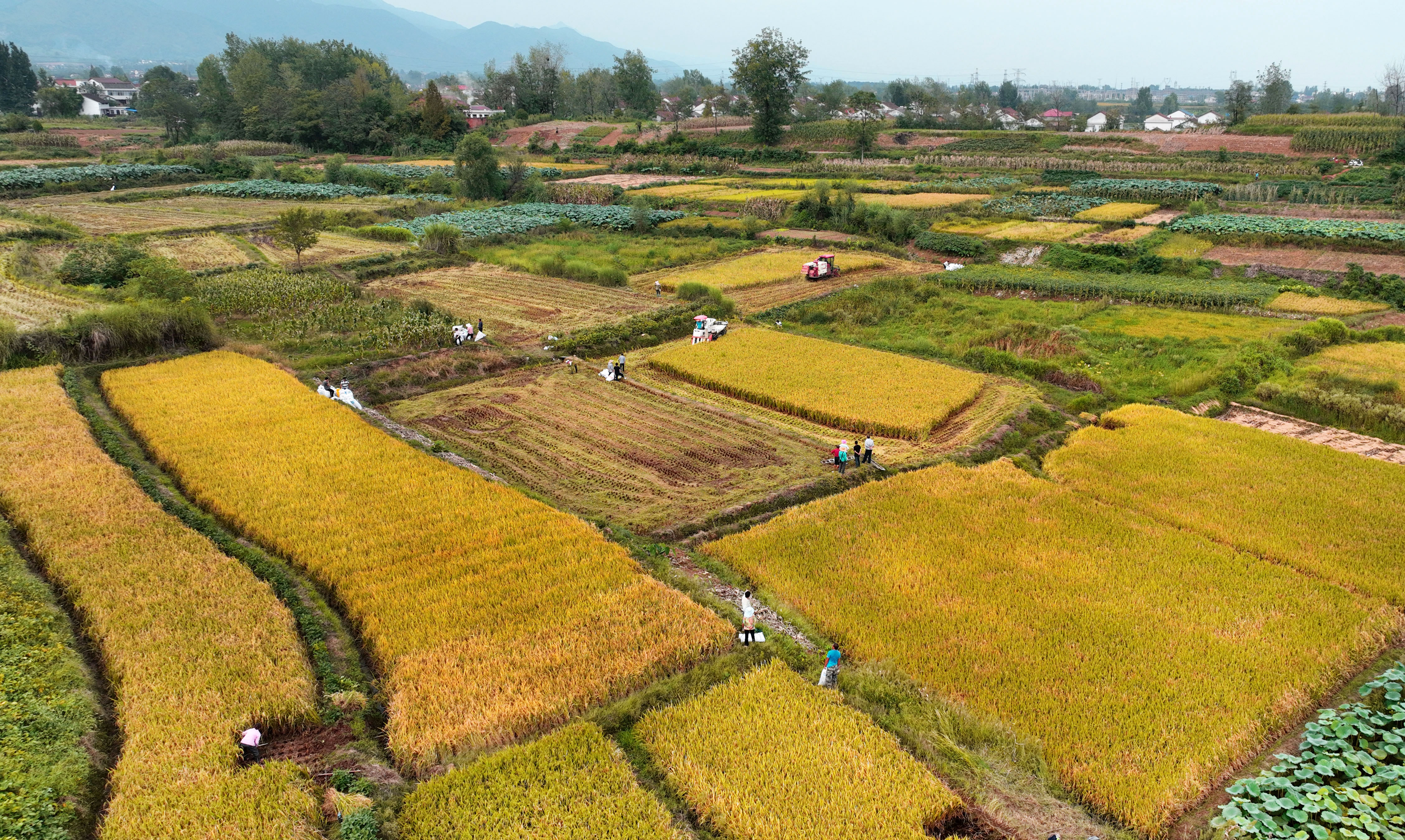 陕西汉中:丰收大地