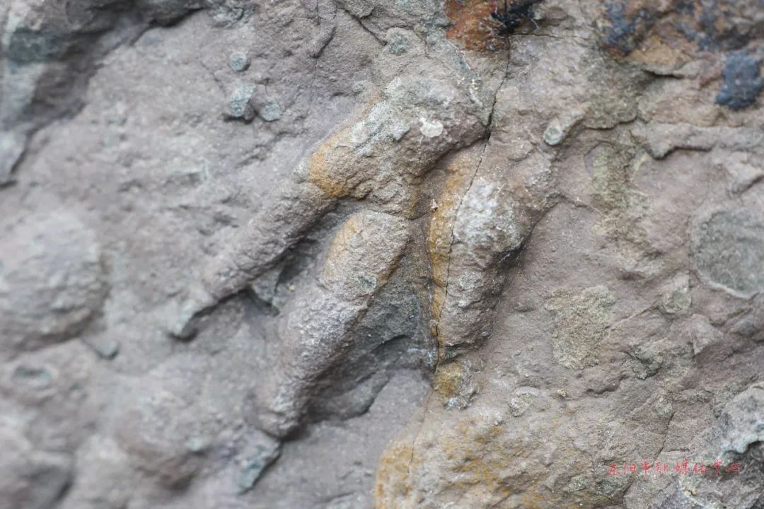 省内首次东阳发现1亿年前小型兽脚类恐龙脚印化石