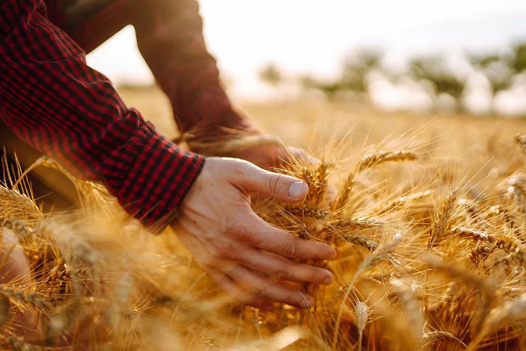 今日芒种愿你播下理想的种子皆有收获