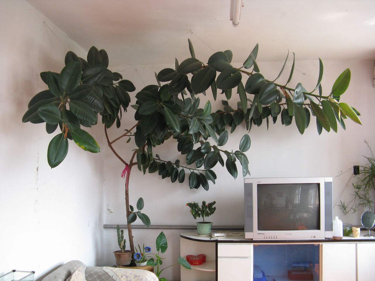 适合在客厅种植的7种绿植,不用再羡慕别人家的客厅了