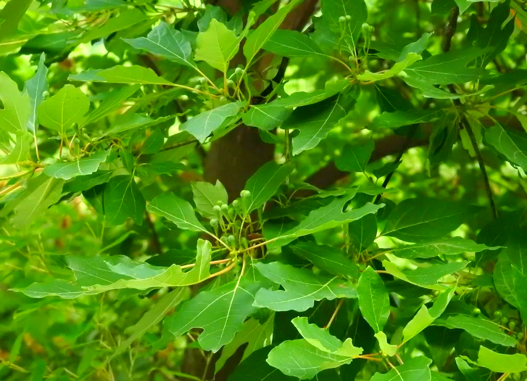 檫木:一种独特而美丽的樟科乔木