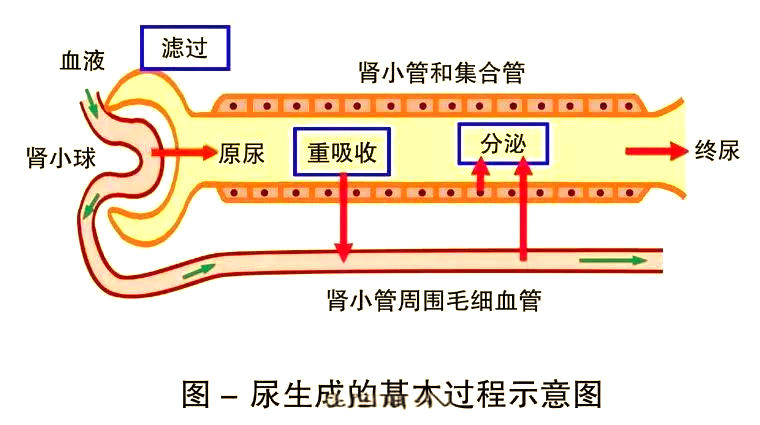 肾小管和集合管的重吸收与分泌功能揭秘