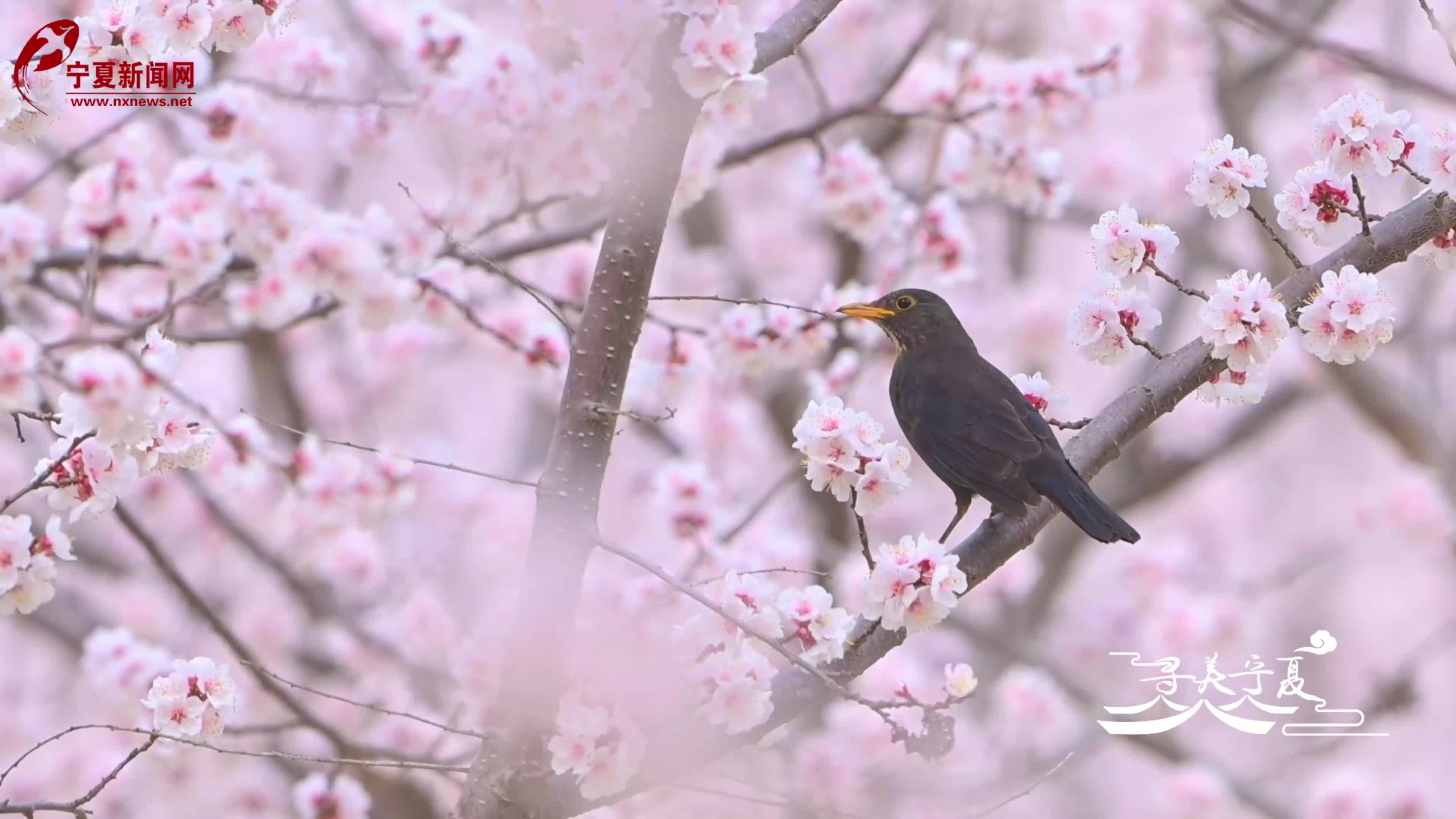 寻美宁夏|山花烂漫彭阳