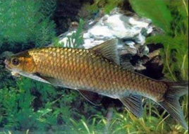 黑脊倒刺鲃苗种培育技术探(2)